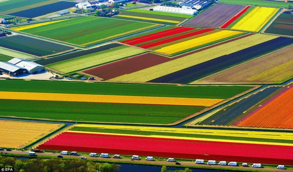 Hollandske tulipanmarker set fra luften