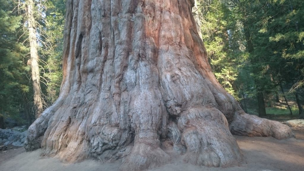 Sequoia Giant Tree Forest